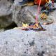 046 Torrent Jou Afluente Izquierdo Sant Corneli Rocjumper