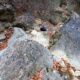 049 Torrent Jou Afluente Izquierdo Sant Corneli Rocjumper
