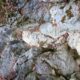 051 Torrent Jou Afluente Izquierdo Sant Corneli Rocjumper