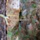 054 Torrent Frau Sant Corneli Rocjumper