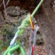 056 Torrent Frau Sant Corneli Rocjumper