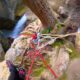 029 Barranco Diablozulo Monreal Rocjumper