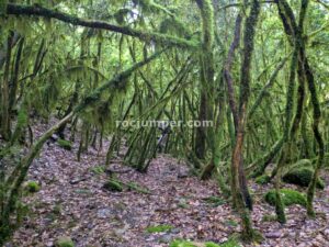 Bosque - Barranc Llau de Sant Feliu - Estavill - RocJumper