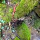 005 Barranc Llau Sant Feliu Estavill Rocjumper