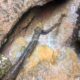 028 Barranc Llau Sant Feliu Estavill Rocjumper
