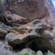 017 Gorges Riu Canaletes Horta Sant Joan Rocjumpe