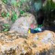 023 Barranco Otonel Dos Aguas Rocjumpe