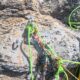 031-barranc-dinardi-casos-rocjumper
