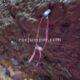 092 Barranc Sant Genis Diable Astell Rocjumper