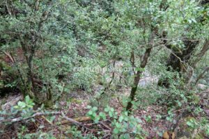 Escape - Barranc Llenguaeixuta - Capafonts - RocJumper