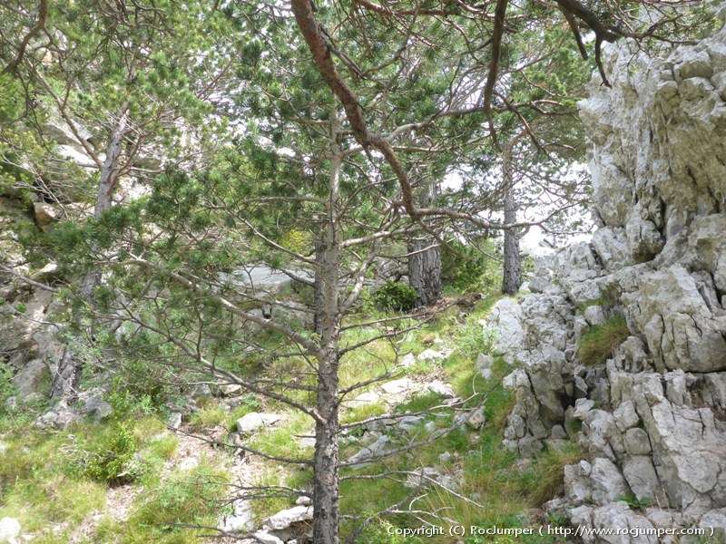 Cresta de Sahara lliure Reunión 1' Árbol