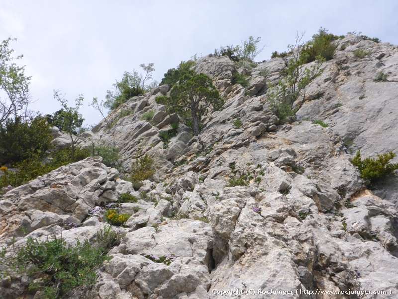 Cresta de Sahara lliure Largo 2 y 3 Arbolito