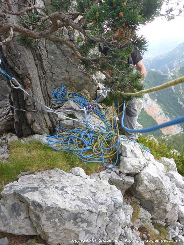 Cresta de Sahara lliure Reunión 3 árbol